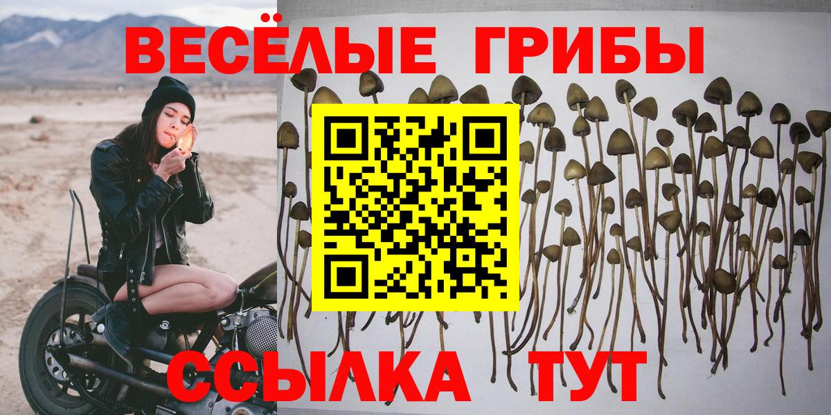 Галлюциногенные грибы Psilocybe Тавда