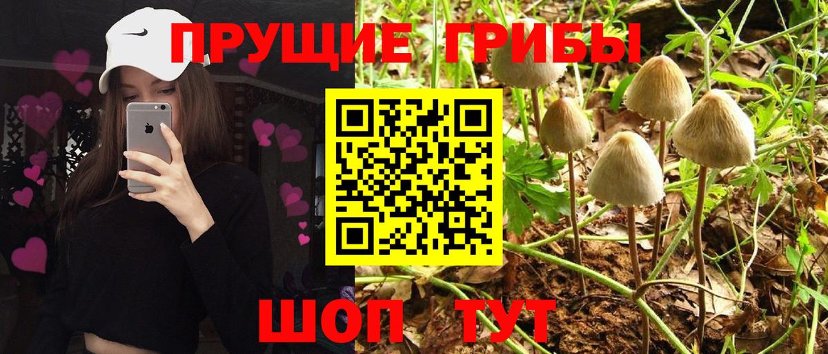 Тавда  Псилоцибиновые грибы мицелий  Вход с VPN 