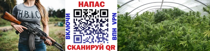 где продают наркотики  mega ССЫЛКА  Шишки марихуана конопля  Тавда 